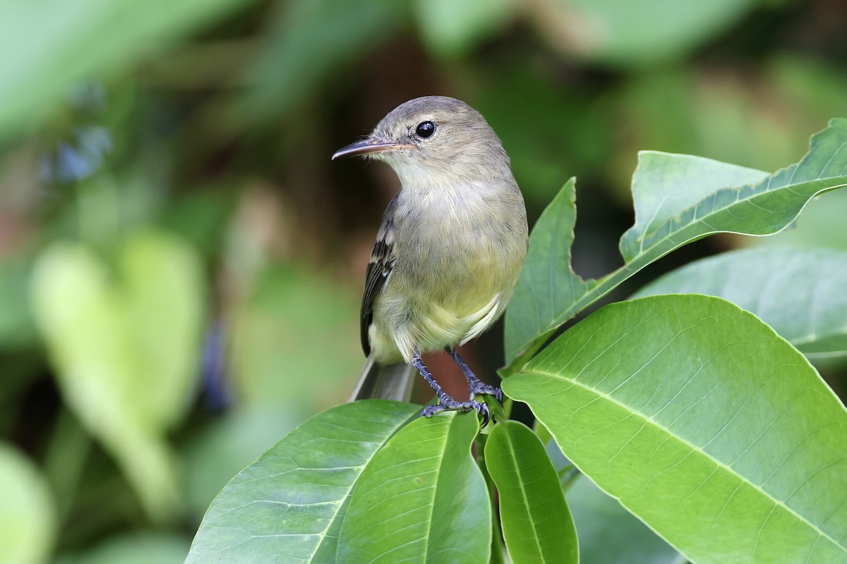 Cocos Tyrannulet - Jonathan Slifkin