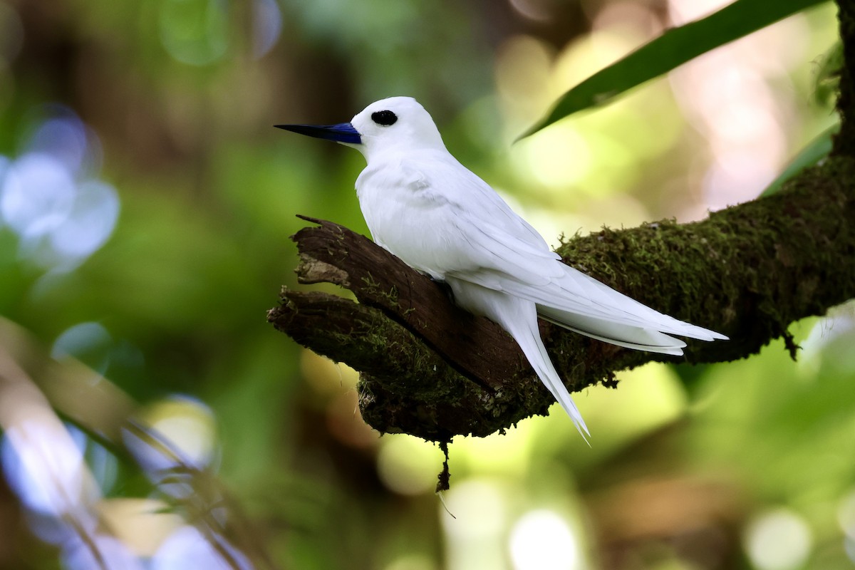 White Tern - ML621623282