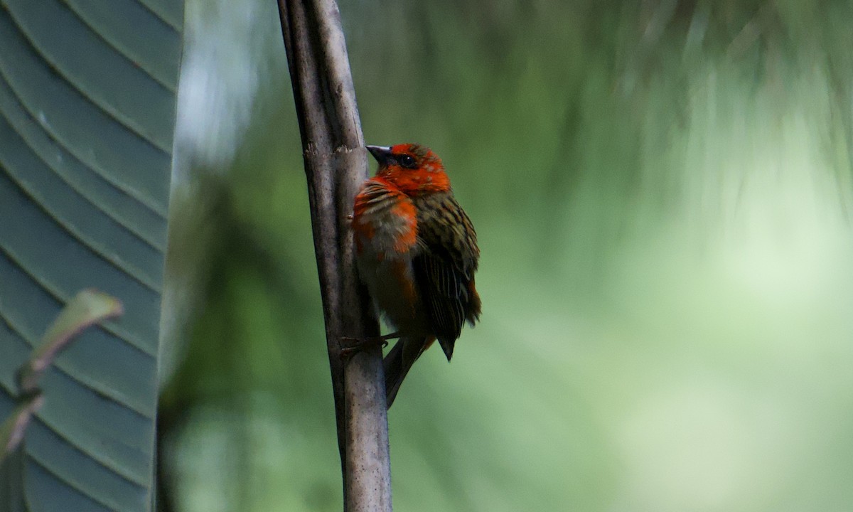 Red Fody - ML621623294