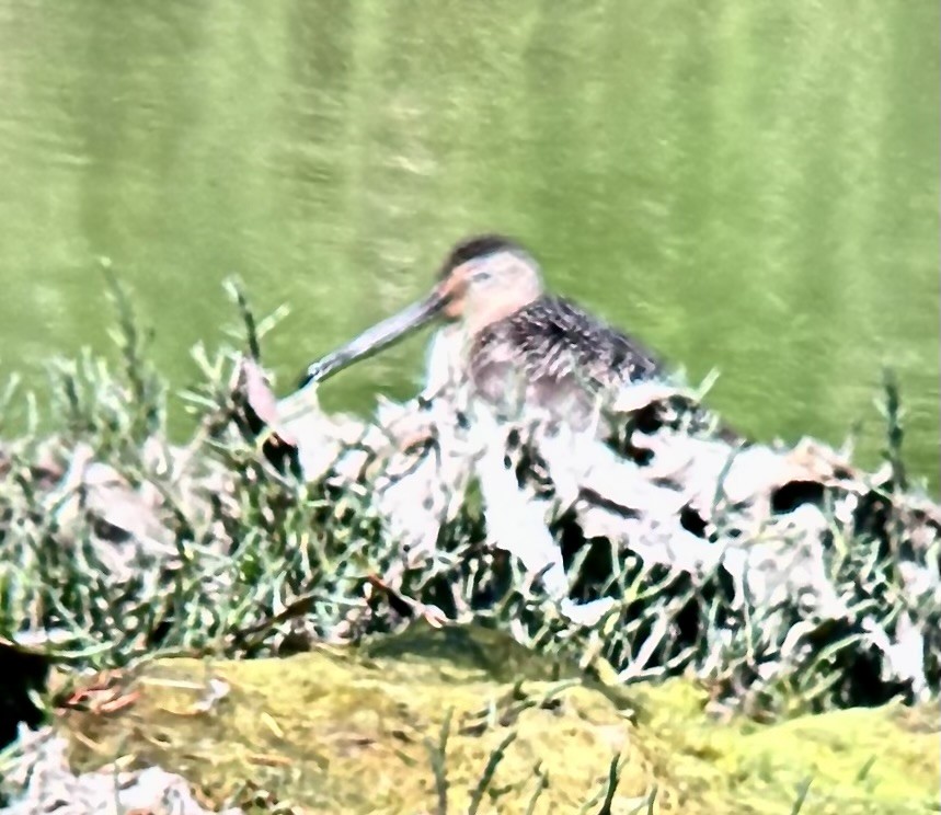 短嘴半蹼鷸 - ML621623303