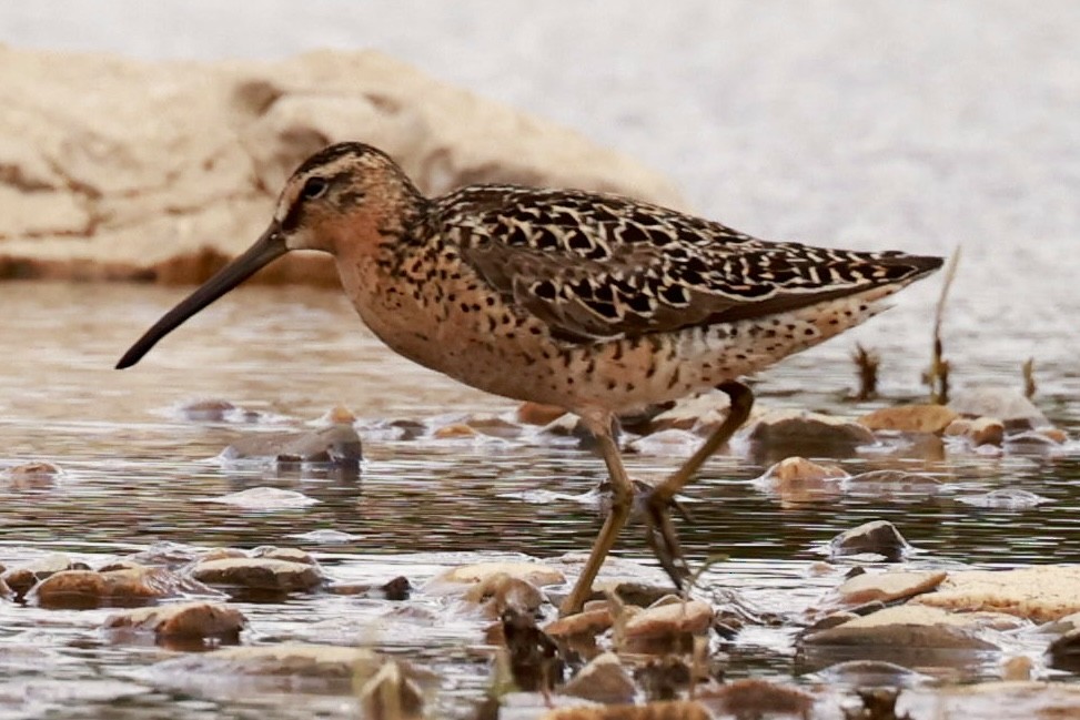 Short-billed Dowitcher - ML621623305