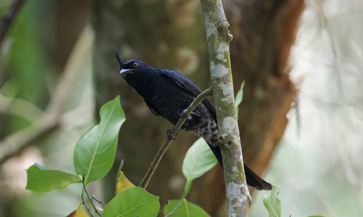 Crested Drongo - ML621623315
