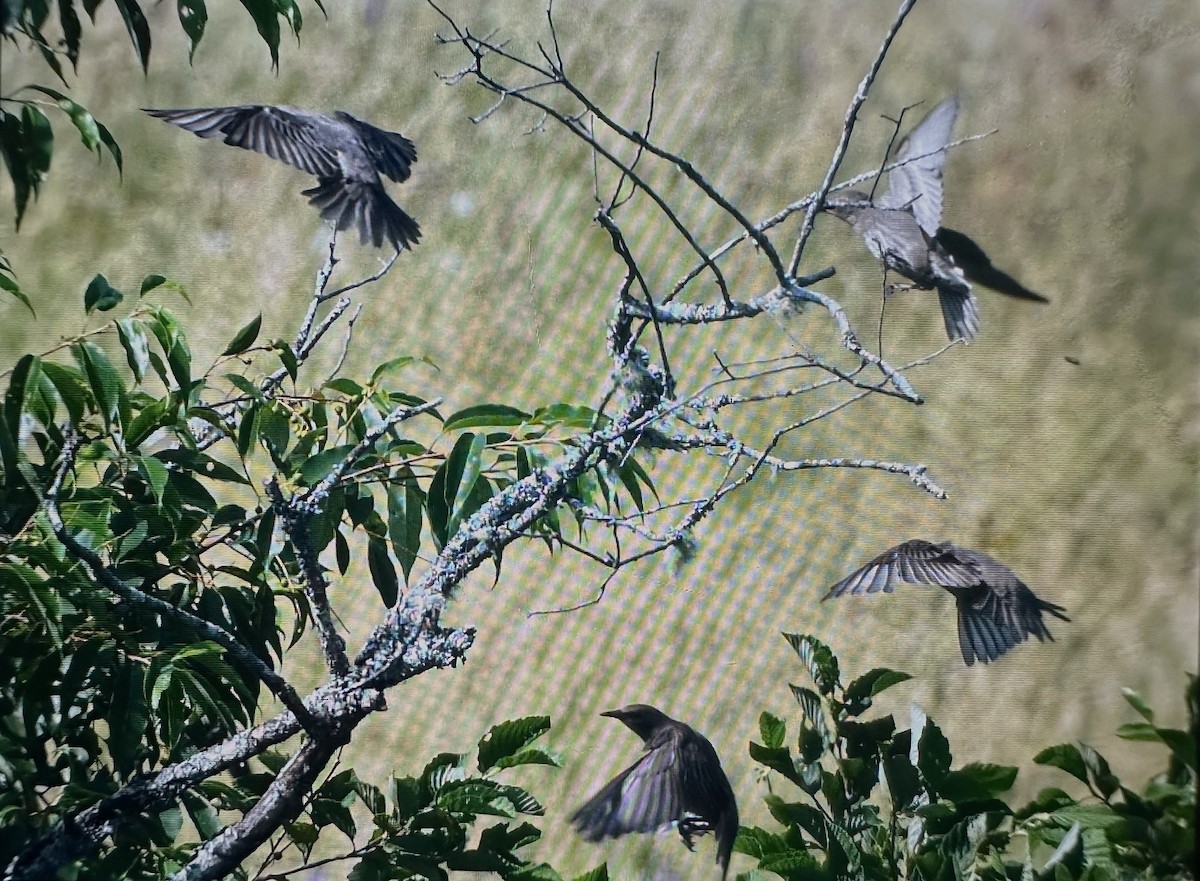 European Starling - ML621623318