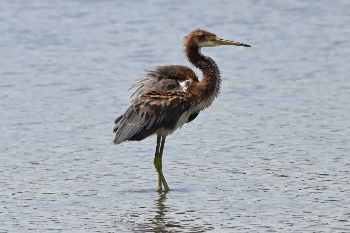 Tricolored Heron - ML621623362