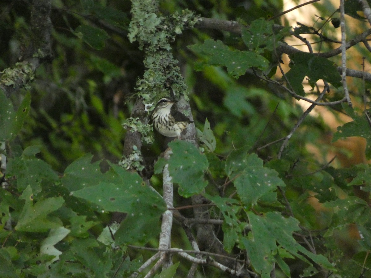 Louisiana Waterthrush - ML621623364