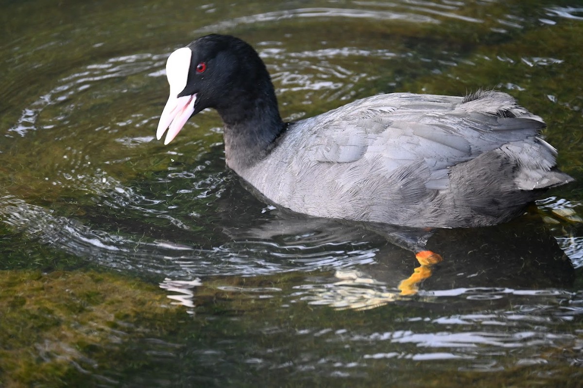 Eurasian Coot - ML621623376