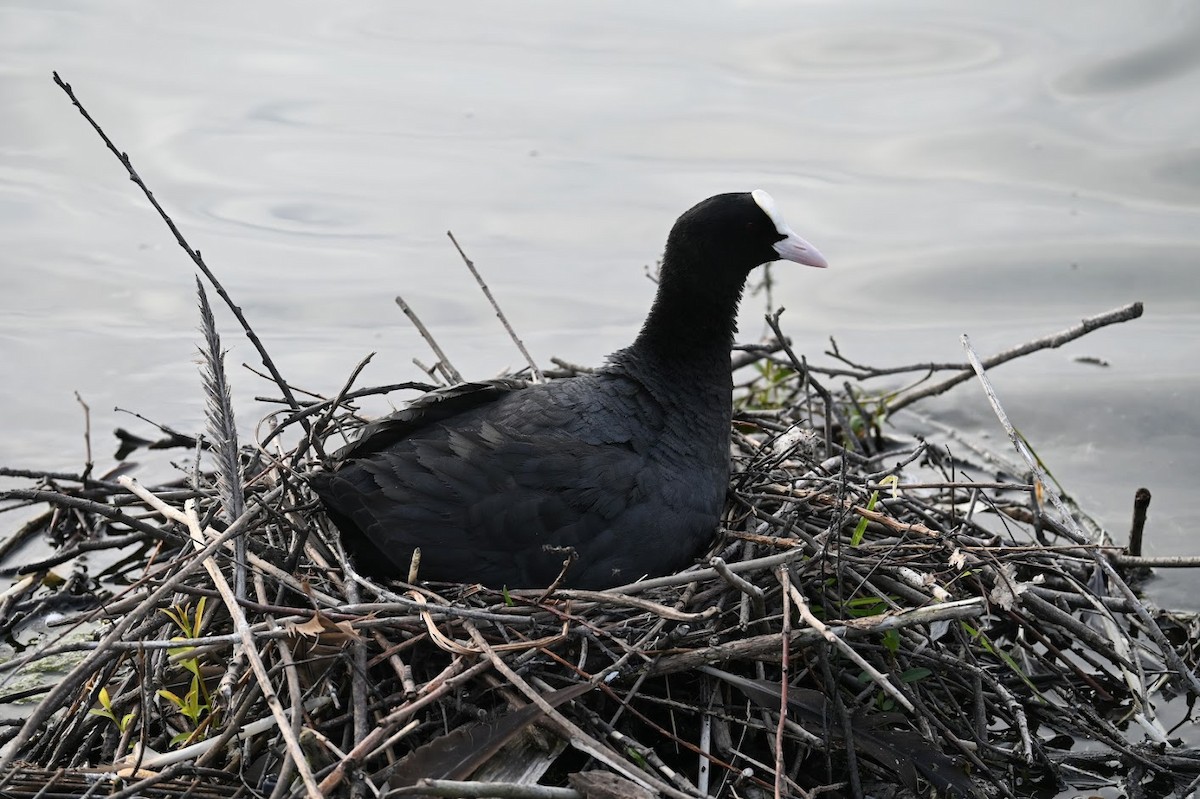 Eurasian Coot - ML621623391