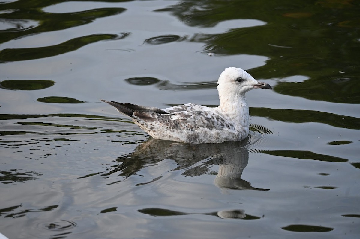 Herring Gull - ML621623402