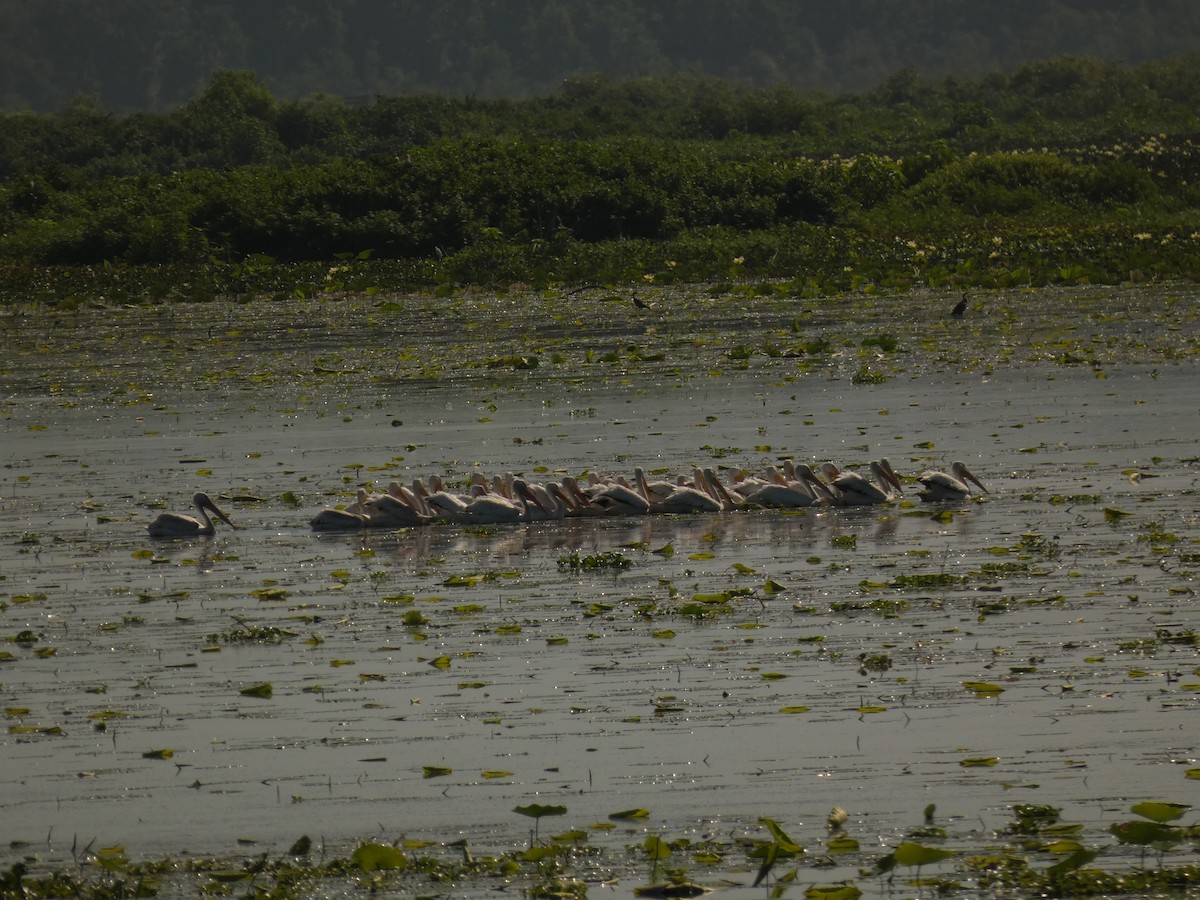 American White Pelican - ML621623418