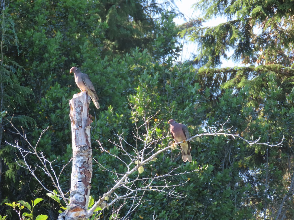 Band-tailed Pigeon - ML621623450