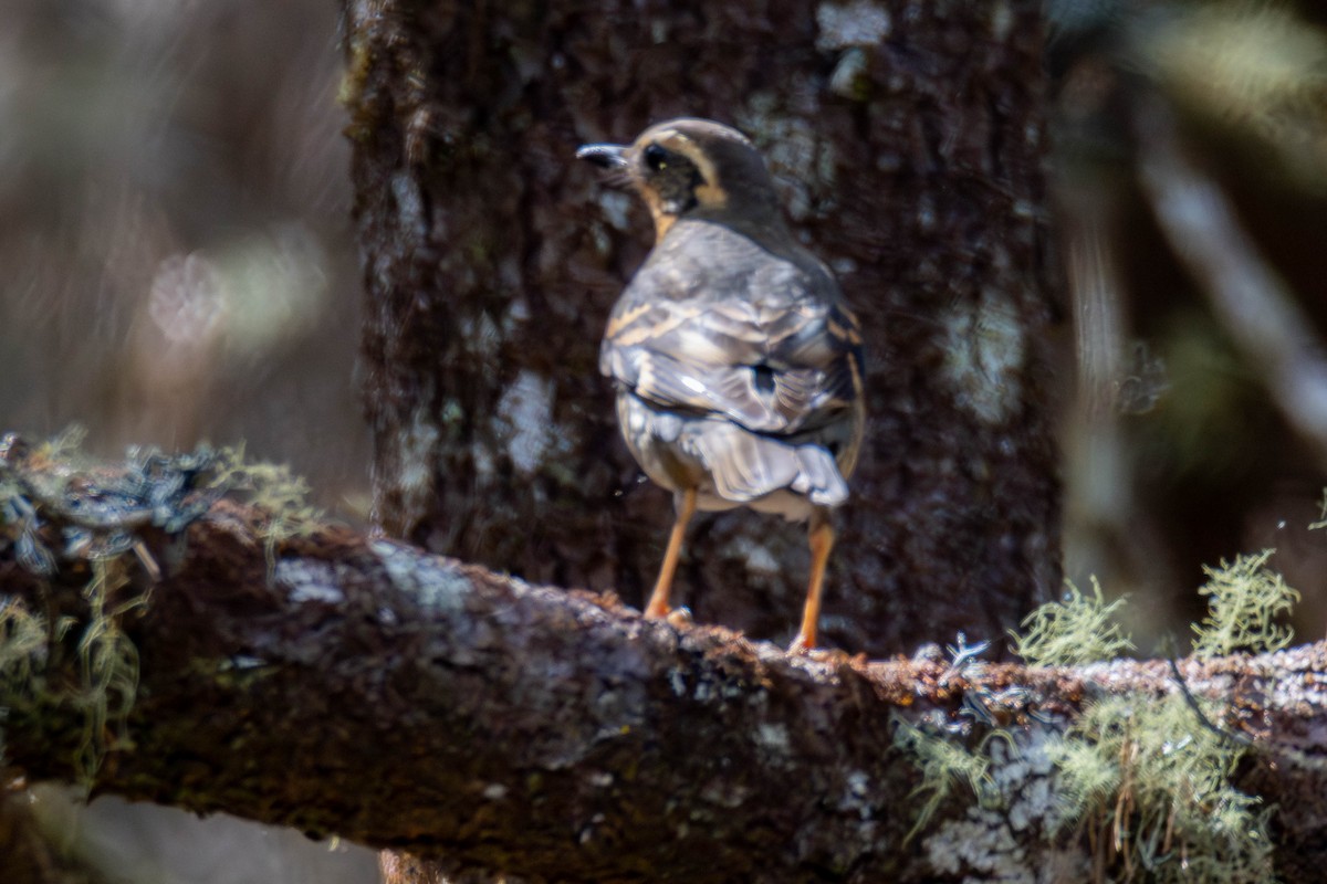 Varied Thrush - ML621623468