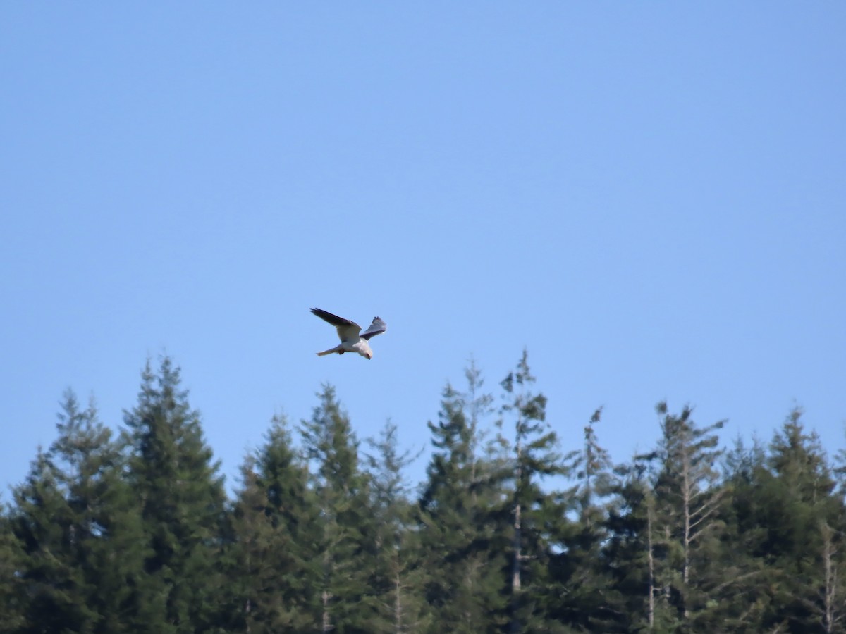 White-tailed Kite - ML621623469