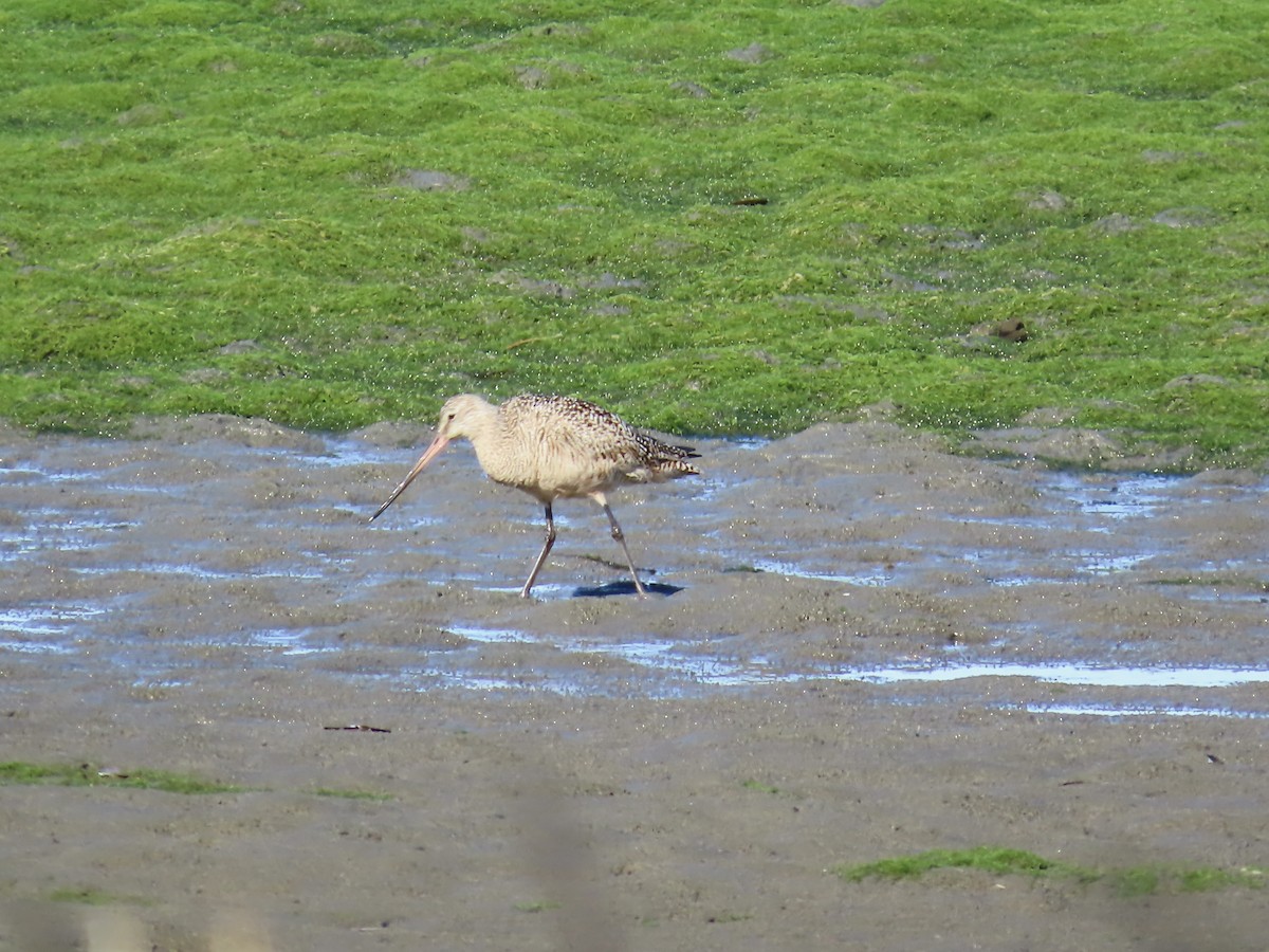 Marbled Godwit - ML621623482