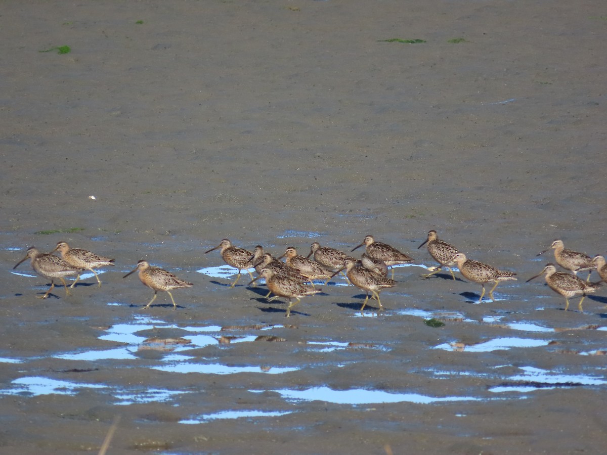 Short-billed Dowitcher - ML621623491