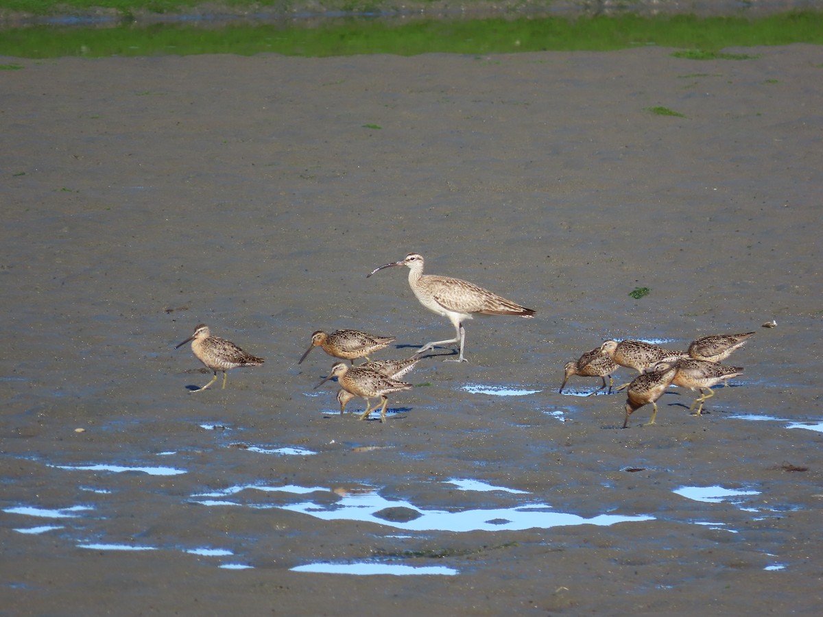 Whimbrel - ML621623495