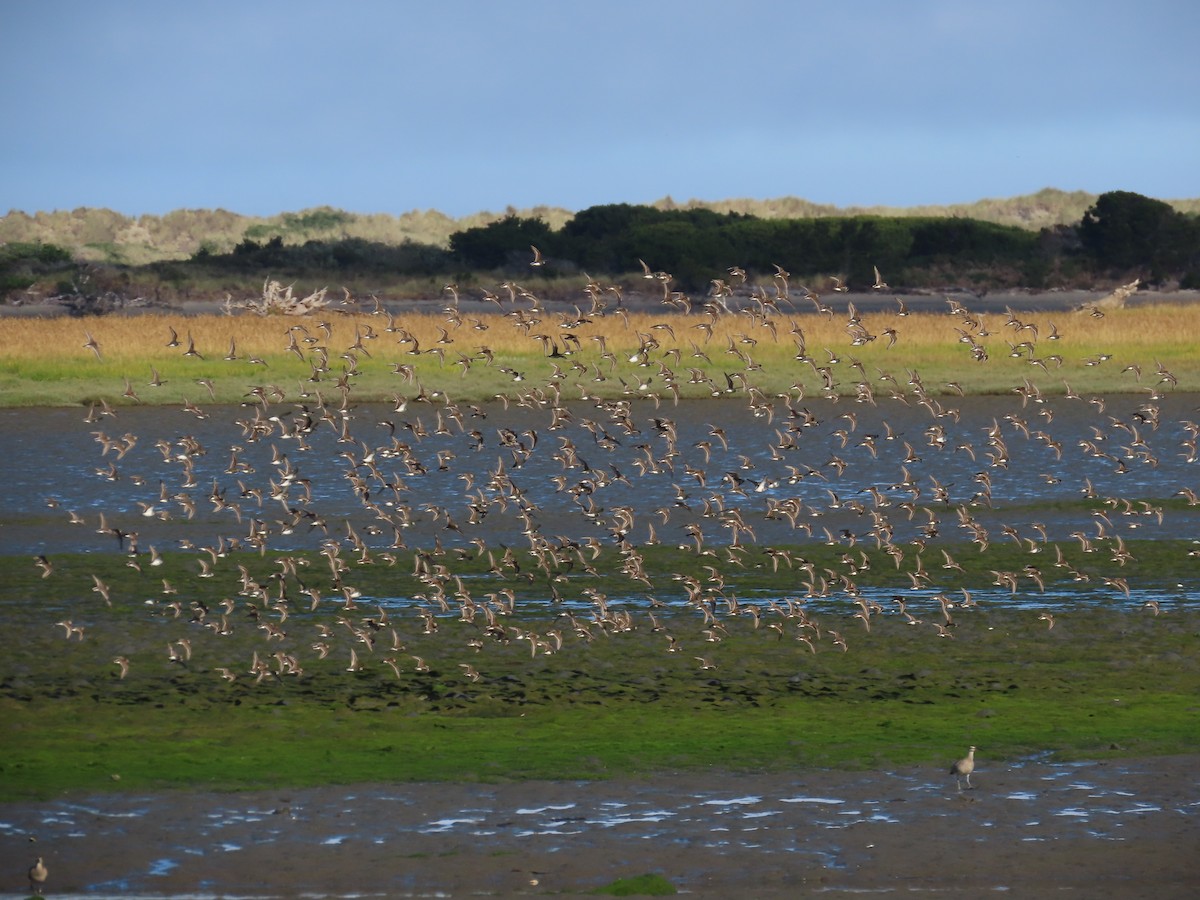 Calidris sp. (petit bécasseau sp.) - ML621623502