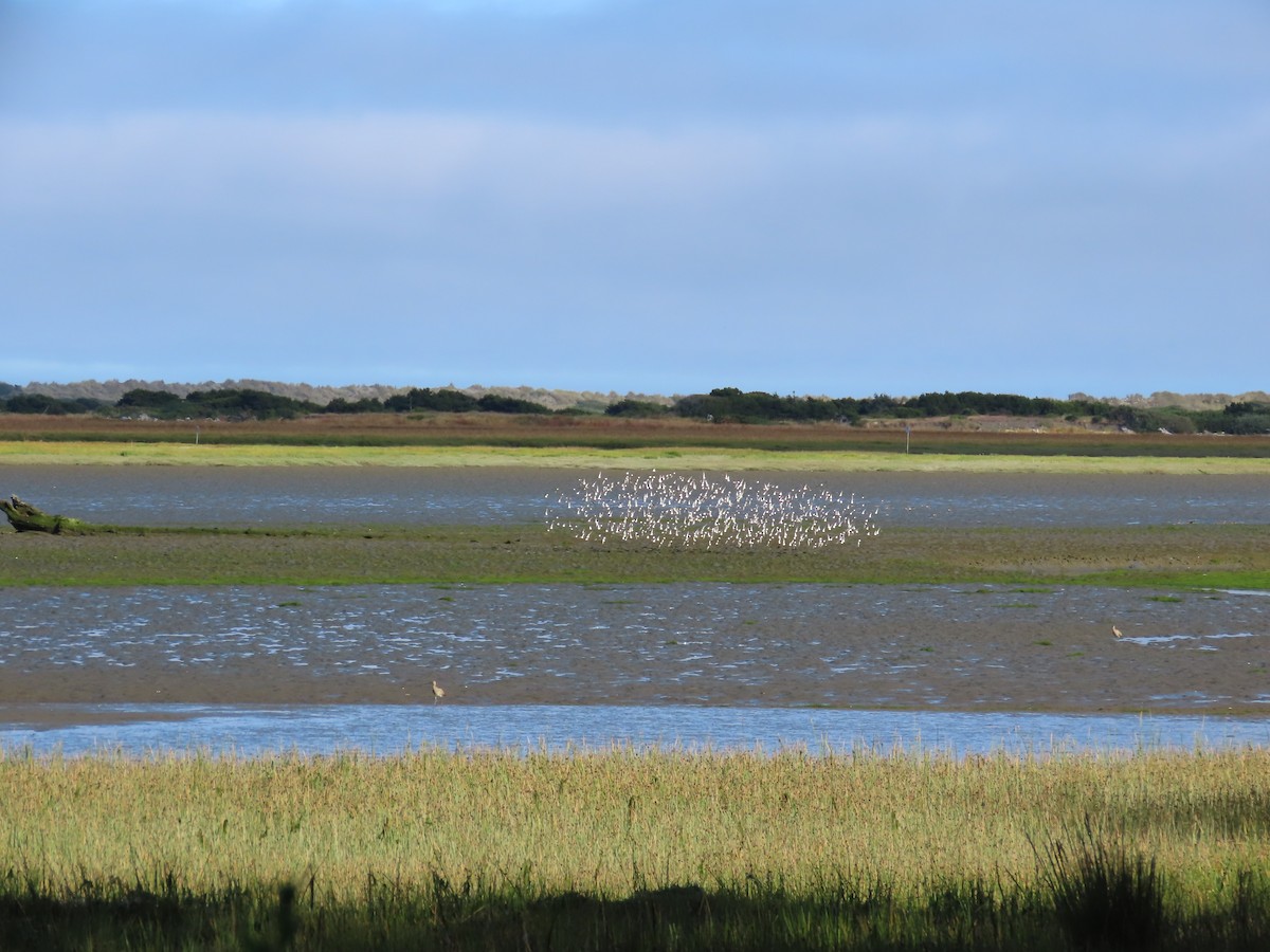 Calidris sp. (peep sp.) - ML621623506