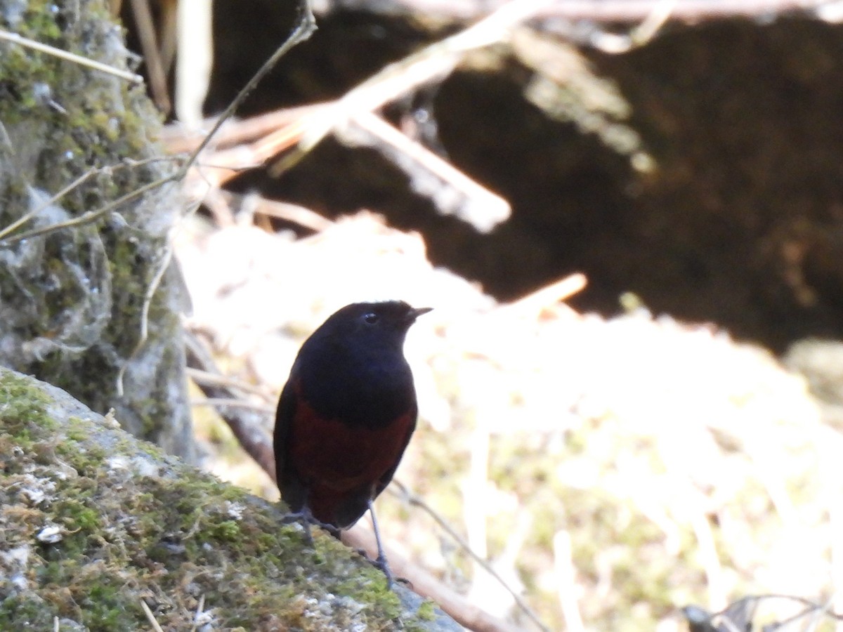 White-capped Redstart - ML621623556