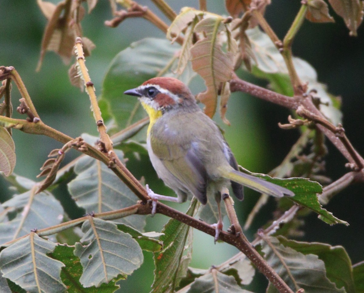 Rufous-capped Warbler (rufifrons Group) - ML621623566