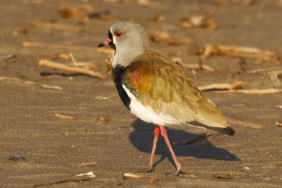 Southern Lapwing - ML621623571