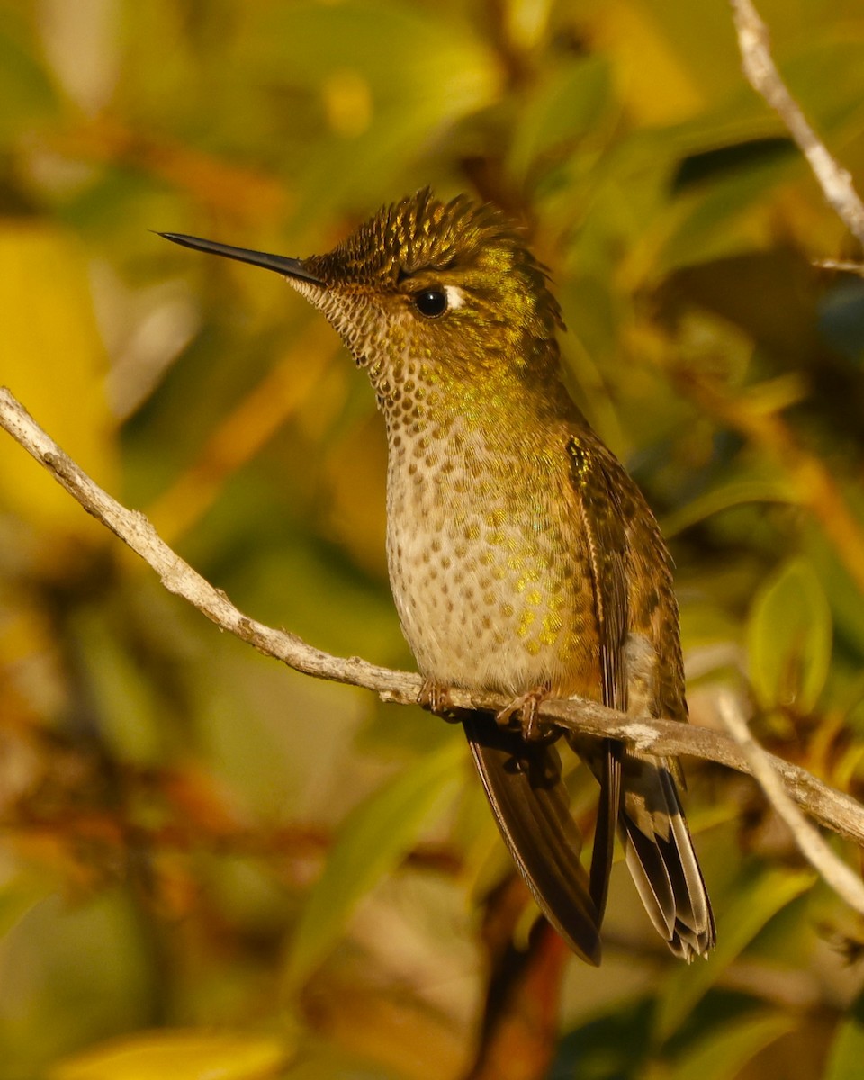 Green-backed Firecrown - ML621623586