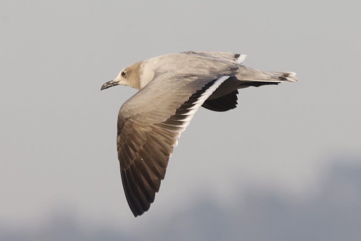 Gray Gull - John Mills