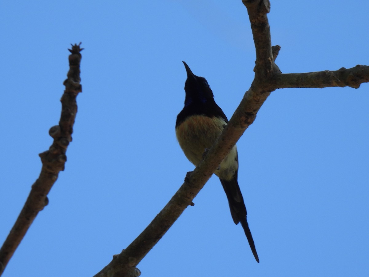 Black-throated Sunbird - ML621623603