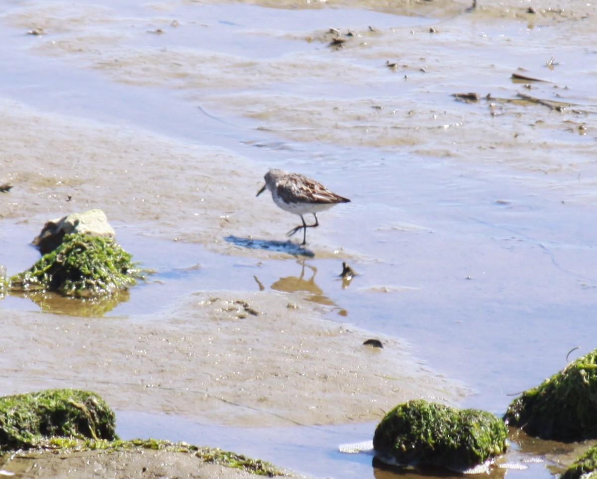 Bergstrandläufer - ML621623657