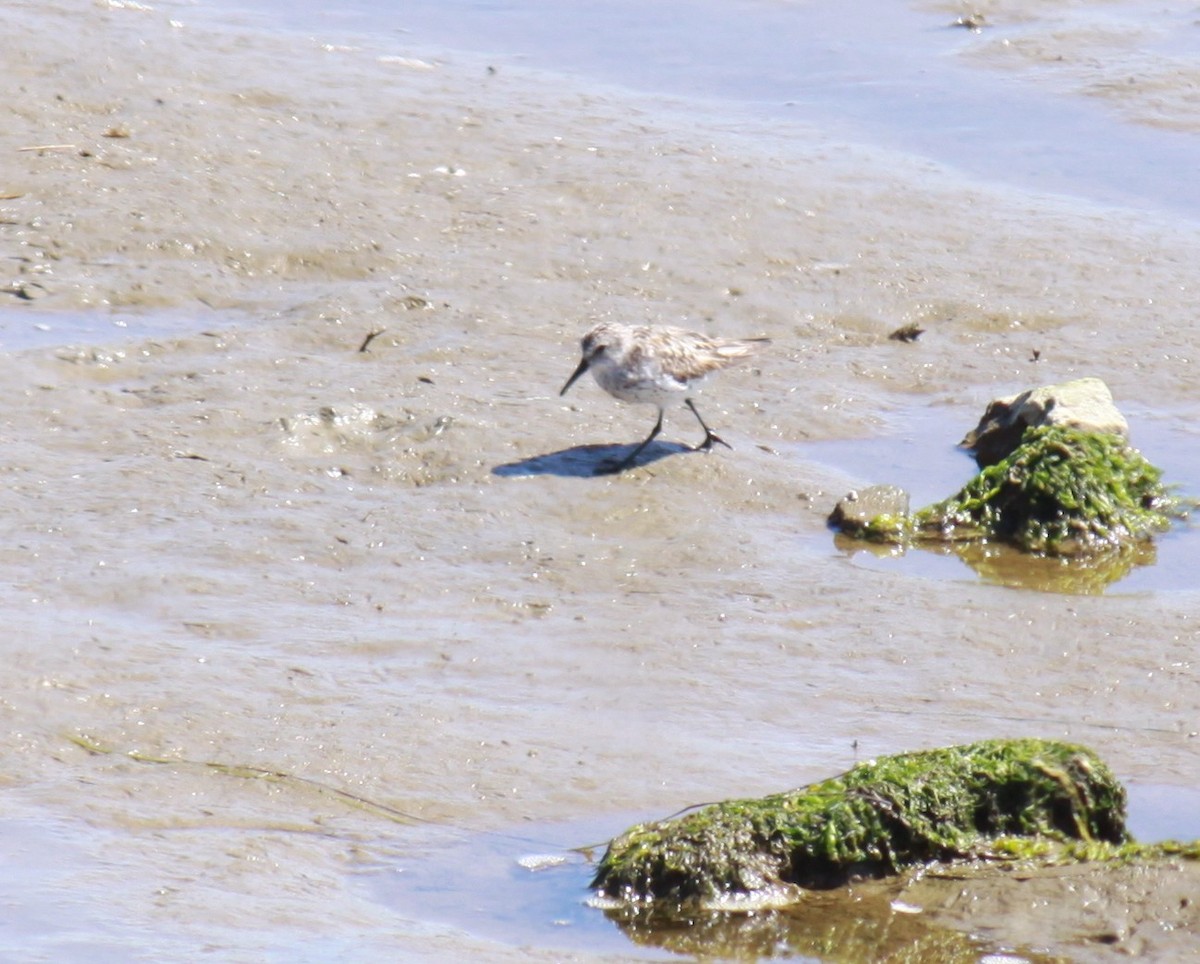 Bécasseau d'Alaska - ML621623660