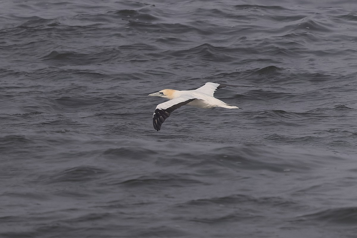 Cape Gannet - ML621623661