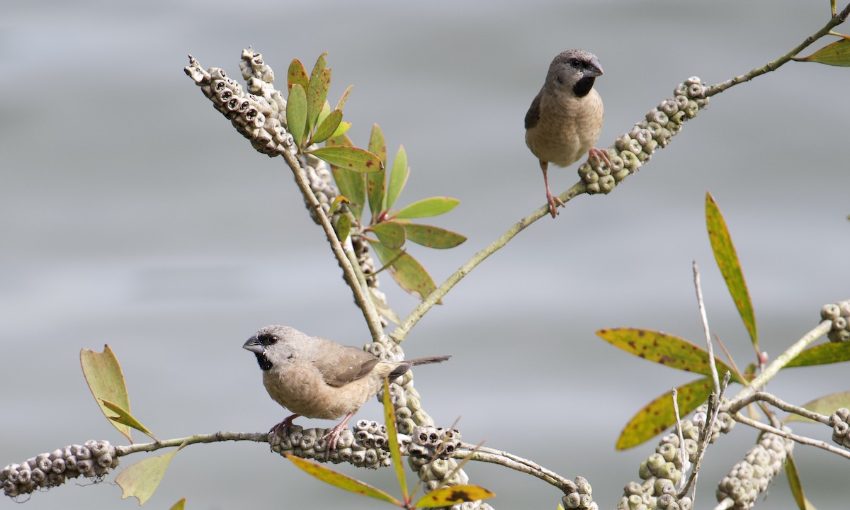 Madagascar Munia - ML621623670