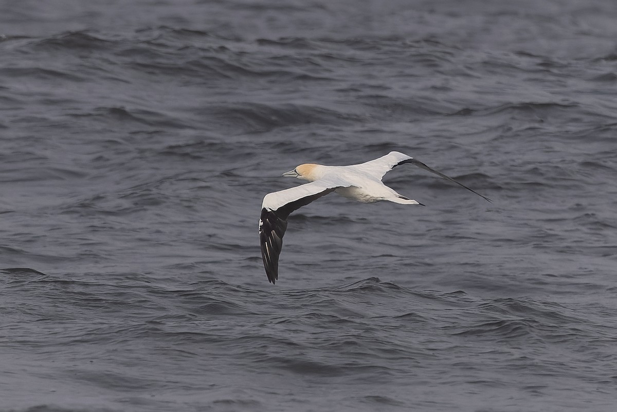 Cape Gannet - ML621623672