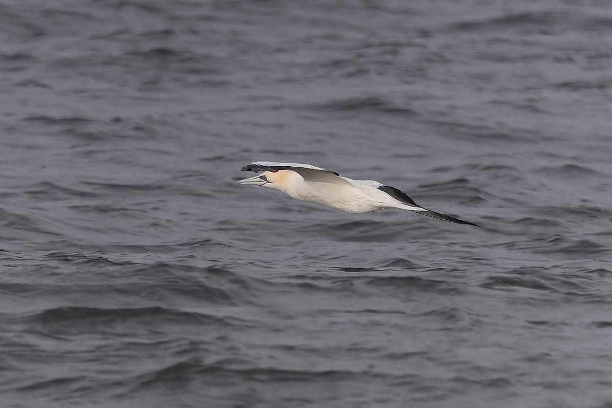 Cape Gannet - ML621623674