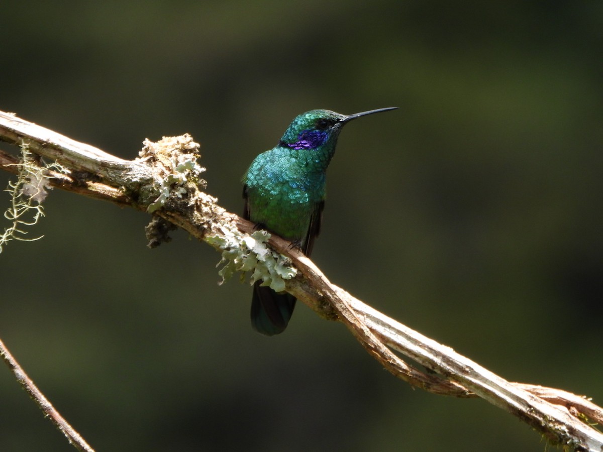 Colibrí Oreja Violeta Menor (andino) - ML621623755