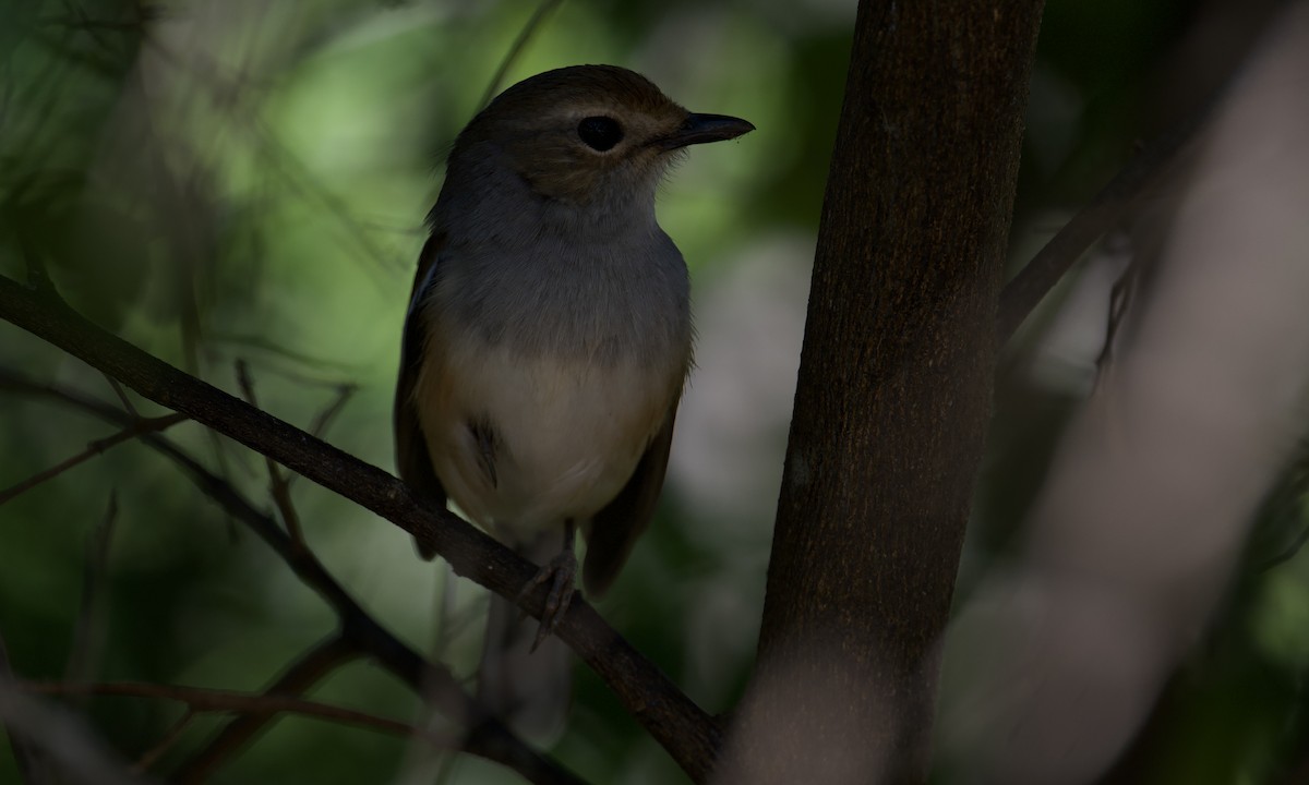 Madagascar Magpie-Robin - ML621623805