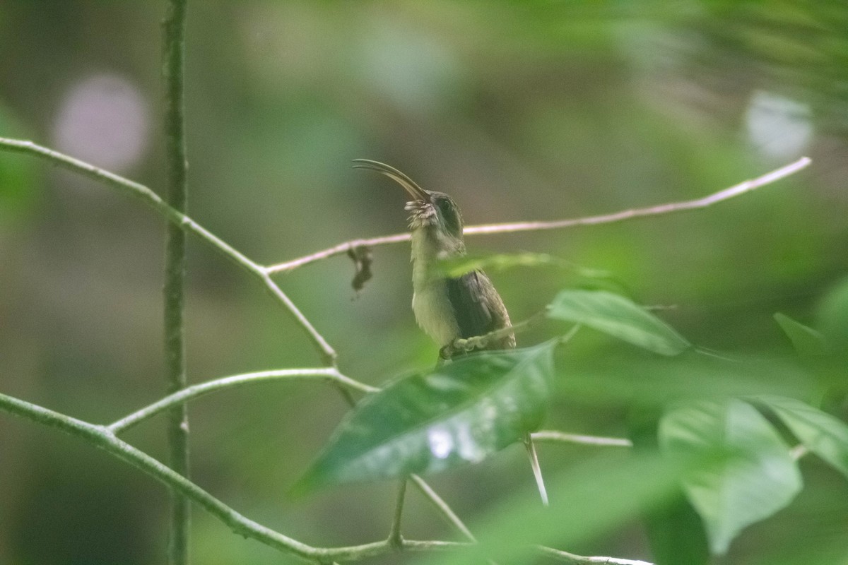 Long-billed Hermit - Manuel de Jesus Hernandez Ancheita