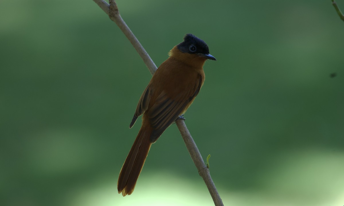 Malagasy Paradise-Flycatcher - ML621623862