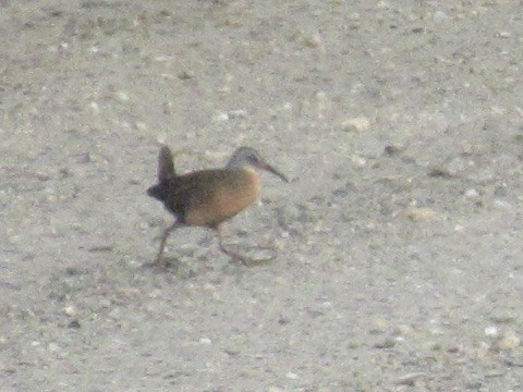 Virginia Rail - ML621623922