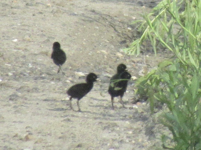 Virginia Rail - ML621623923