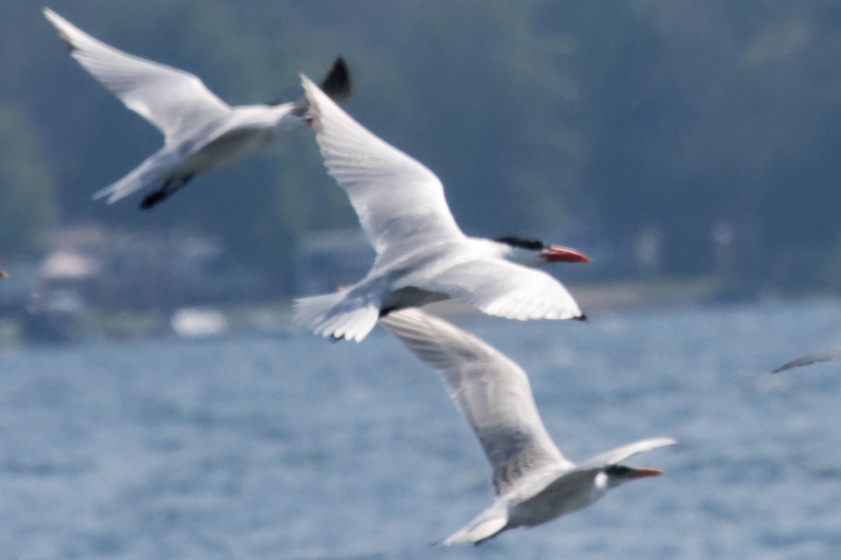 Caspian Tern - ML621623988