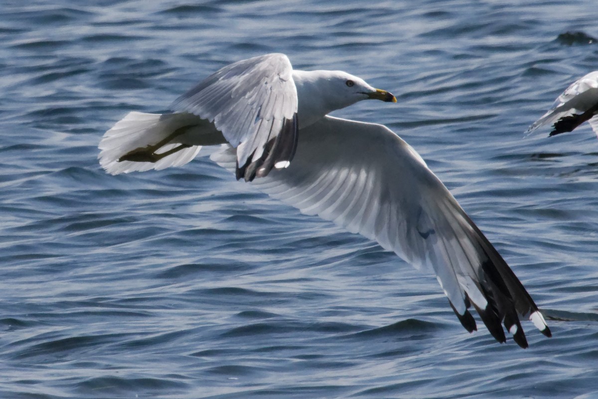 Ring-billed Gull - ML621624021