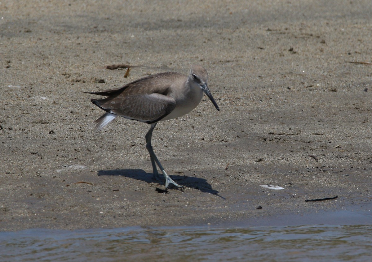 Willet (Western) - ML621624055