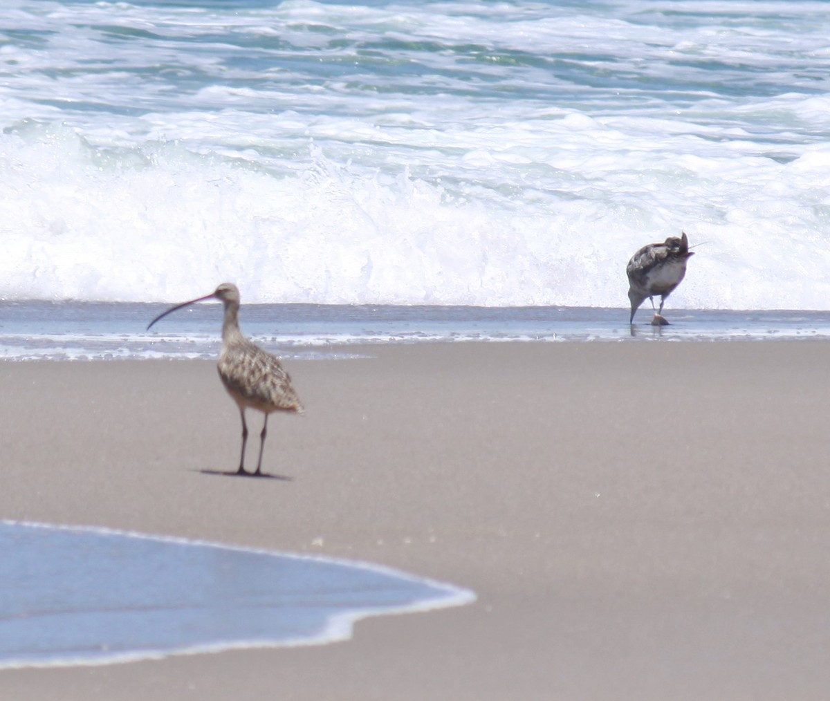 Long-billed Curlew - ML621624156