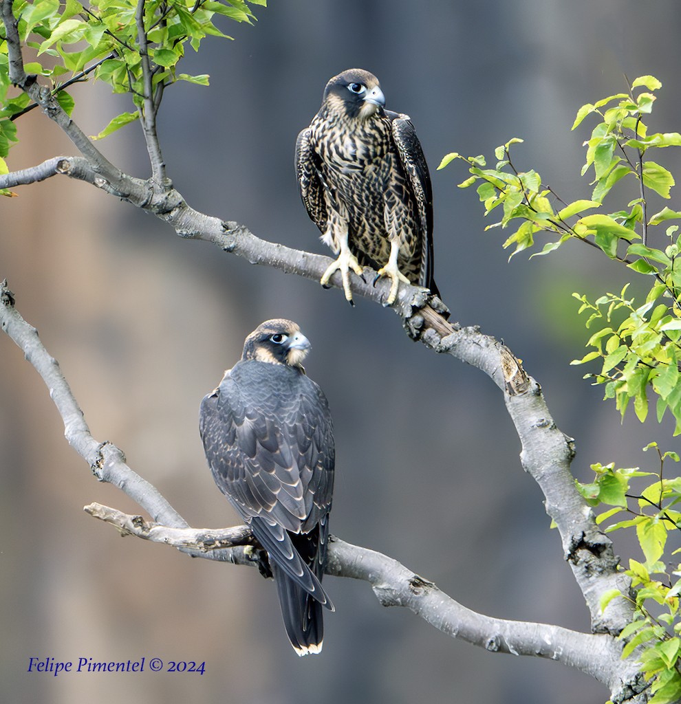 Peregrine Falcon - Felipe Pimentel