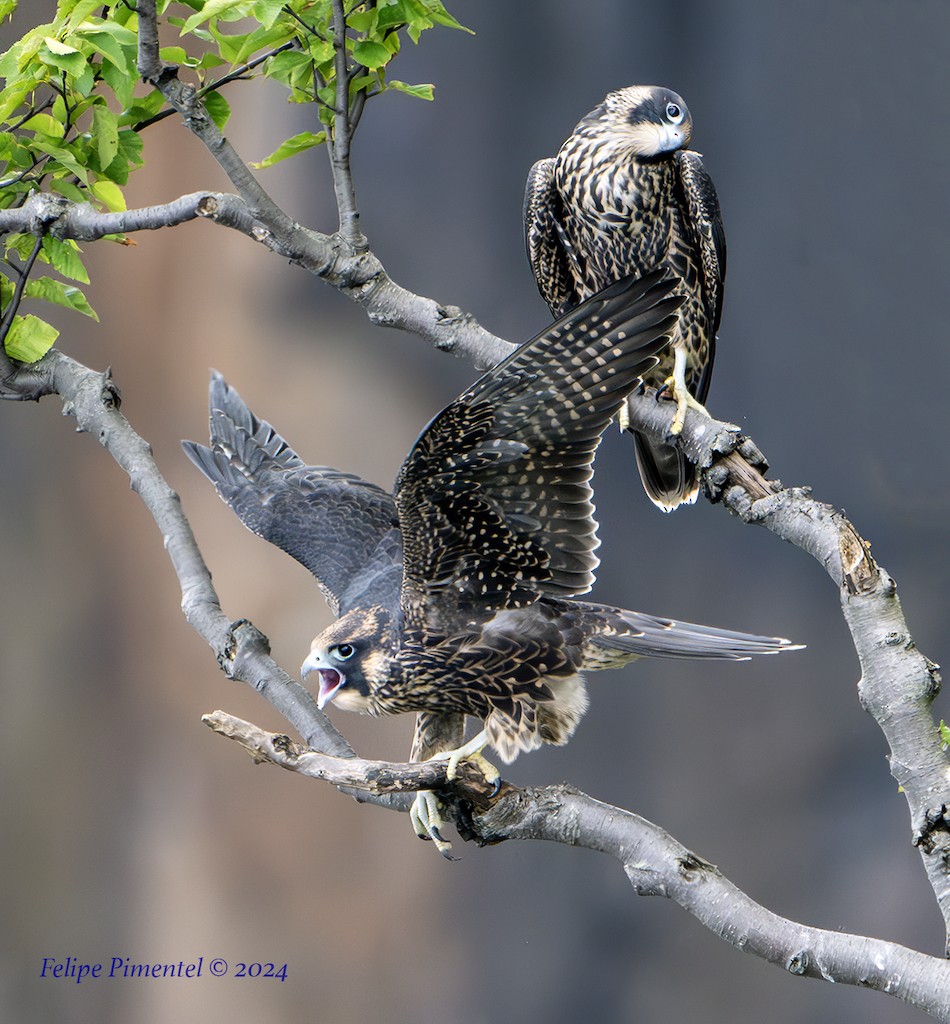 Peregrine Falcon - ML621624181