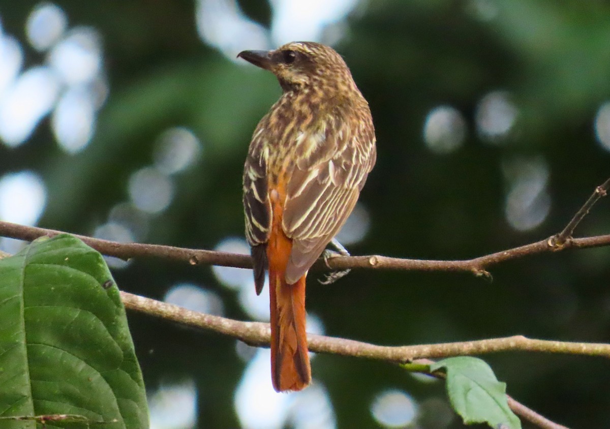 Sulphur-bellied Flycatcher - Jeovany Tut Rodriguez