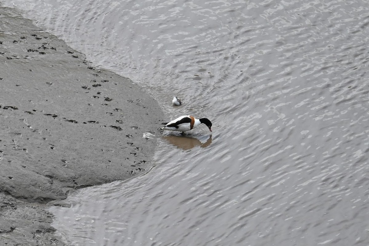 Пеганка - ML621624242