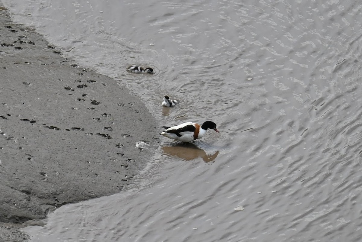 Пеганка - ML621624243