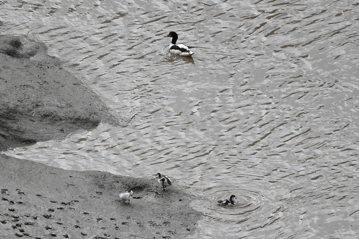 Пеганка - ML621624244