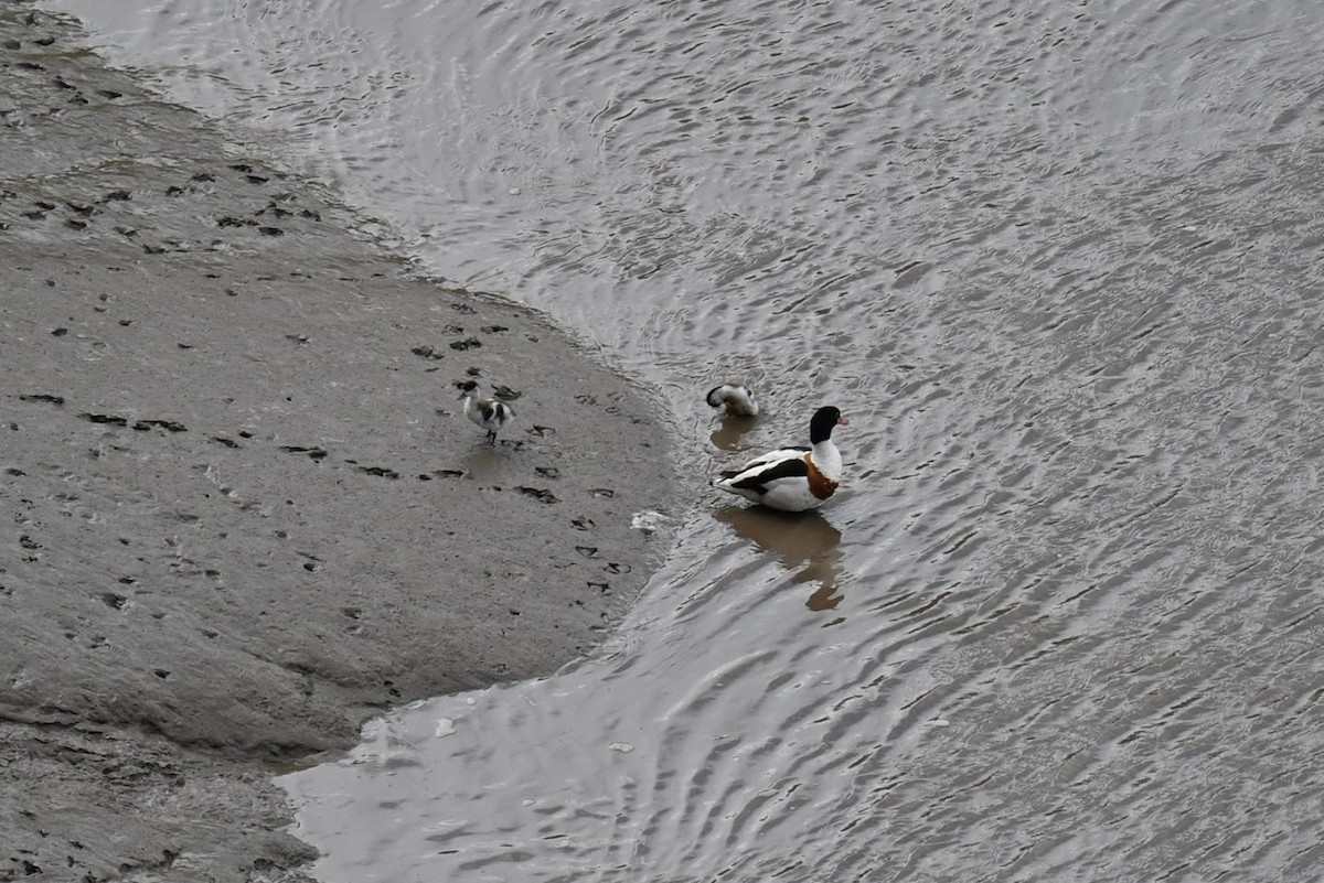 Пеганка - ML621624245